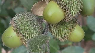 אלון מצוי עם בלוטים بلوط قلبريني Quercus calliprinos with acorns [upl. by Eric748]