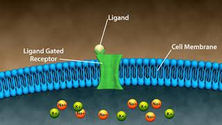 Types of Drug Receptors [upl. by Iliram]