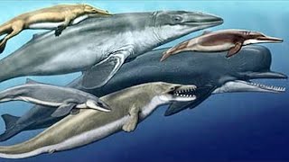 How Whales Evolved From Prehistoric Wolves  Full Documentary [upl. by Bilac]