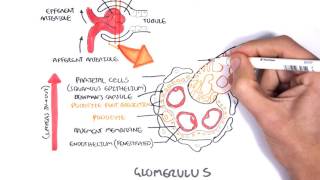 Nephrotic Syndrome  Types and pathology histology [upl. by Iroj]