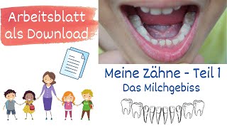 Meine Zähne Teil 1  Das Milchgebiss Sachunterricht Grundschule  mit Arbeitsblatt [upl. by Piggy]