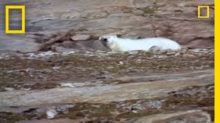 Polar Bear vs Polar Bear Food Snatch  National Geographic [upl. by Sirad]