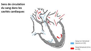 vidéo anatomie cardiaque [upl. by Adiela]