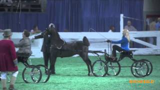 2011 KY County Fair Hackney Pony Championship [upl. by Mayfield]