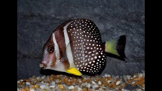 Acanthurus Guttatus Интернет магазин REEF EXCLUSIVE [upl. by Ehgit]