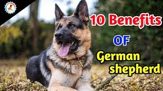 10 Benefits Of German shepherd  In Hindi  benefits of German shepherd [upl. by Eneryt]