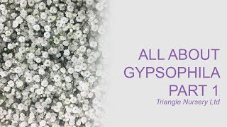 All About Gypsophila Part 1 [upl. by Naasah]