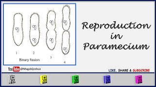 Reproduction In Paramecium [upl. by Dorise]