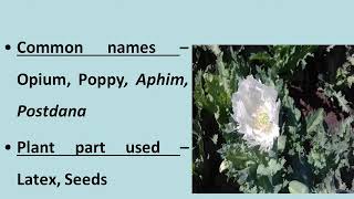 Medicinal plant  Papaver somniferum [upl. by Smail]