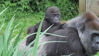 Zoo Animals  How Do Gorillas Communicate [upl. by Gati110]