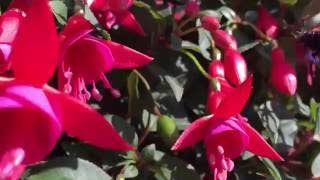 Display  Fuchsia  bee friendly [upl. by Allister]