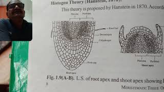 Apical Cell Theory Histogen Theory and Tunica Carpus Theory [upl. by Marielle228]