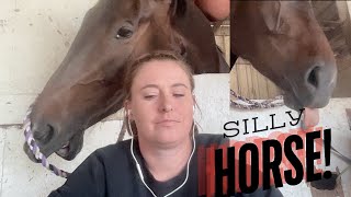 Horse INTERRUPTS Zoom Call in HILARIOUS Way [upl. by Mccready]