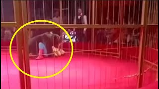 Bear turns on its handler in front of screaming circus audience [upl. by Oralle]