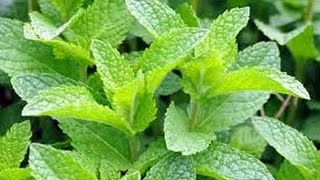 ⟹ Spearmint Peppermint an the Royal Empress Tree mint [upl. by Lajes]