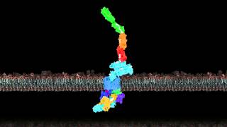 Pilus biogenesis at the outer membrane of Gramnegative bacteria [upl. by Ycinuq]