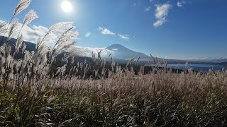 山中湖のパノラマ台からすすき越しの富士山 [upl. by Nahgaem]