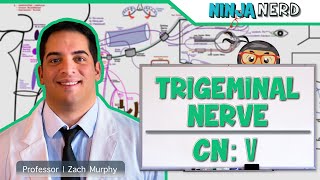 Neurology  Trigeminal Nerve Cranial Nerve V [upl. by Llertal]