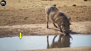 Crocodile Attack Warthog Drinking  Animal Fighting  ATP Earth [upl. by Akinot]