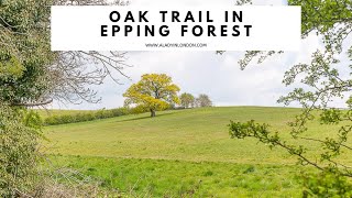 OAK TRAIL IN EPPING FOREST  Oak Trail Walk  Essex Walk  Best Epping Forest Walk  Theydon Bois [upl. by Schargel912]