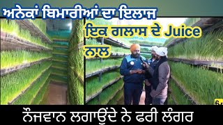 How to grow wheatgrass at home। Health benefits of whaet grass ।ਇਥੇ ਲਗਦਾ ਵੀਟਗਰਾਸ ਦਾ ਲੰਗਰ [upl. by Veal443]