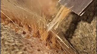 Satisfying Ingrown Paw Hair [upl. by Tyson]