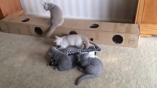 Britse korthaar kittens laatste keer samen spelen [upl. by Gamber906]