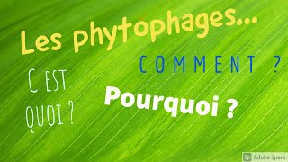 LES PHYTOPHAGES [upl. by Ck]