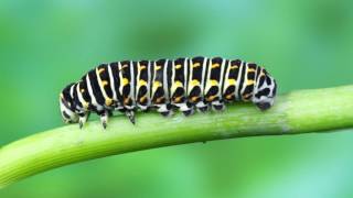 Papilio machaon  Kırlangıçkuyruk Kelebeğin Hayatı [upl. by Alonzo]