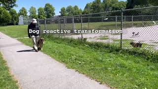 Reactive dog training transformation  Perfect Companion K9 [upl. by Anitaf]