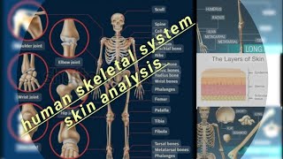 ڈھانچےکا نظام  جوڑThe human skeletal system [upl. by Algar]