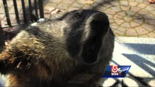 How to Get Rid of Woodchucks Naturally [upl. by Naziaf]