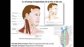 Anatomie du Cou et du médiastin [upl. by Anoo]