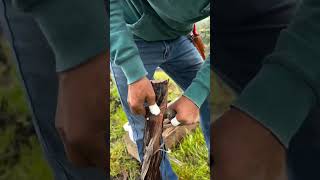 Regrafting vines to an Albarino grape 🍇 greatbearvineyards marcusmeadowssmith thewinecrate [upl. by Nadab]