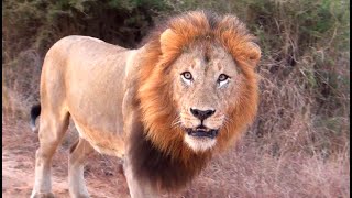 How to MEET LIONS on a SELFDRIVE Safari in Kruger National Park English 4K [upl. by Donal]