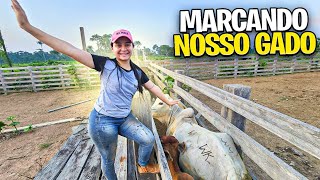 Marcando as primeiras Vacas do nosso Sítio 😍😍 [upl. by Rubio]