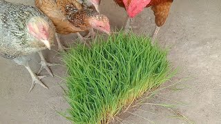 Growing rice for chicken feed in just 10 days [upl. by Krahmer133]