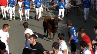 TERCER ENCIERRO TAFALLA 17082024  RETA DE CASTA NAVARA [upl. by Eissolf]