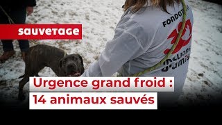 14 animaux sauvés en urgence en SeineetMarne [upl. by Stargell]