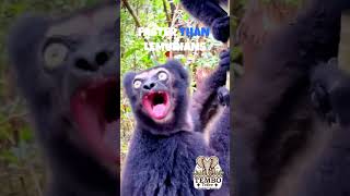 Have you ever heard the cry of despair from a lemur SaveTheLemurians MadagascarWildlife animals [upl. by Naoj]