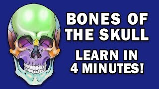 BONES OF THE SKULL  LEARN IN 4 MINUTES [upl. by Leunamnauj]