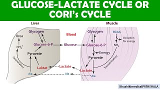 Coris Cycle  Glucose and lactate regulation during Excercise [upl. by Mignonne]