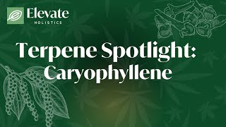 Terpene Spotlight Caryophyllene [upl. by Bloomer]