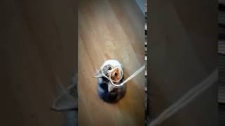 How to turn a cat into a owl with string [upl. by Atilal]