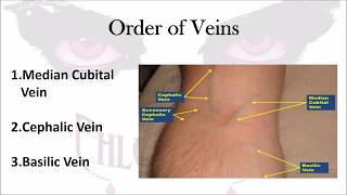 Phlebotomy The Order of Veins [upl. by Anecusa]