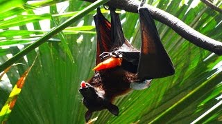 How Flying Fox Fruit Bat pee Cómo hacer pipí El gran zorro volador 如何撒尿狐蝠屬 [upl. by Alrzc]