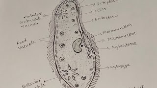 How To Draw Paramecium Easily। Paramecium Diagram।paramecium easydrawingbiology [upl. by Anoyet927]