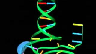 Transcripción del ADN [upl. by Barnabas825]