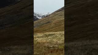 Tak wygląda i brzmi rykowisko w Szkocji rykowisko jelenie mountains scottishhighland [upl. by Inimod]