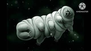 tardigrades water bearsrsvlogs [upl. by Burkle978]